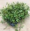 MUEHLENBECKIA 12 CM RUNES  PANNKAKOR 1X8